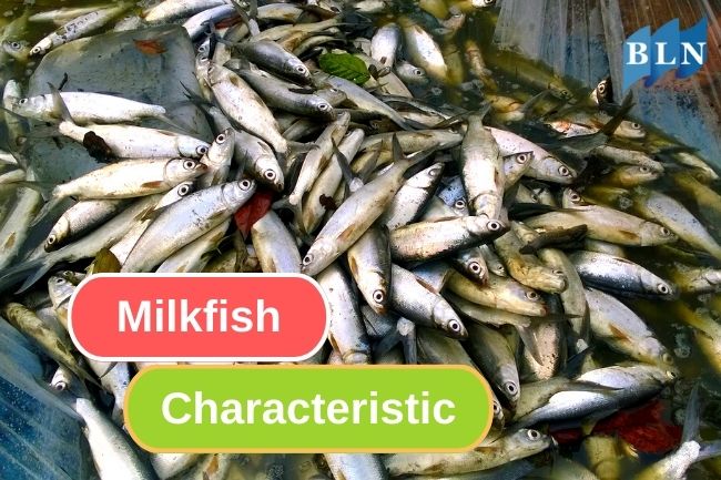 Milkfish Characteristic